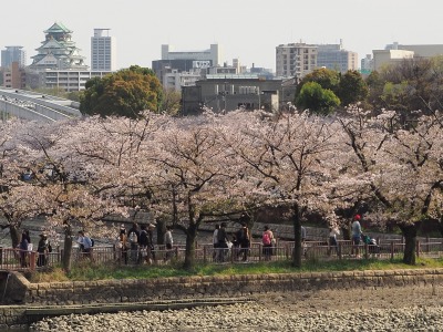 大阪城と桜