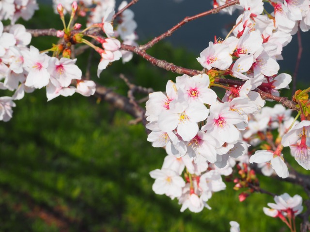 桜